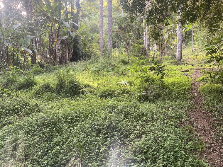 Sítio,Venda,SITIO,1121