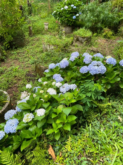 Sítio,Venda,SITIO,1121