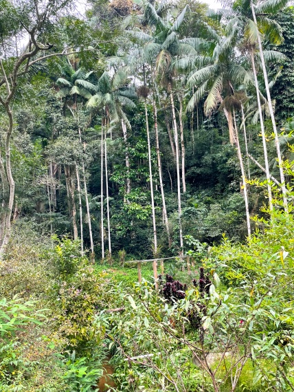 Sítio,Venda,SITIO,1121