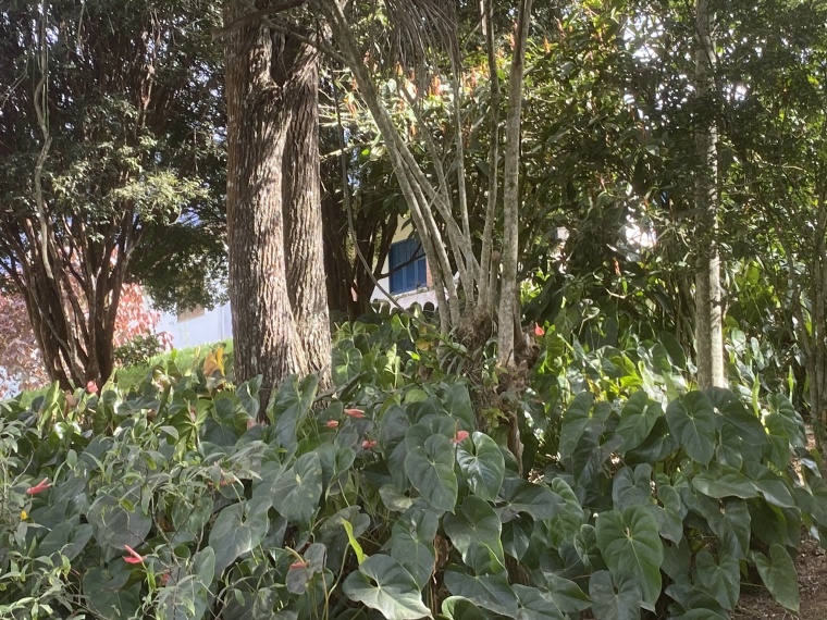 Sítio,Venda,Sítio,1132