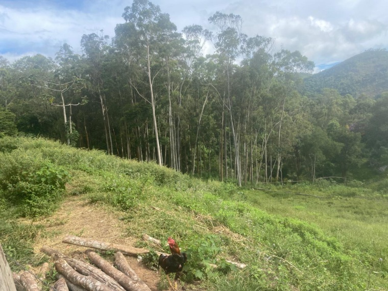 Sítio,Venda,SITIO,1159