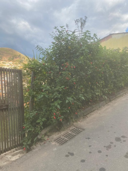 Chácaras,Venda,TERRENO,1177