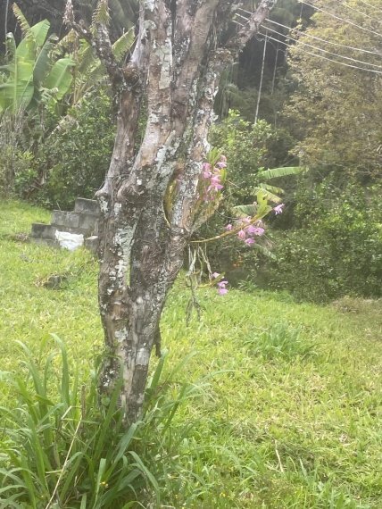 Sítio,Venda,SITIO,1181