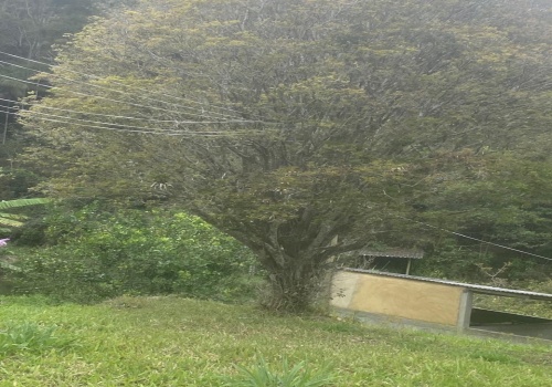 Sítio,Venda,SITIO,1181