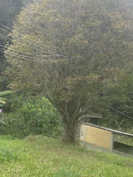 Sítio,Venda,SITIO,1181