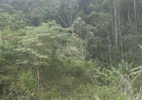 Sítio,Venda,SITIO,1181