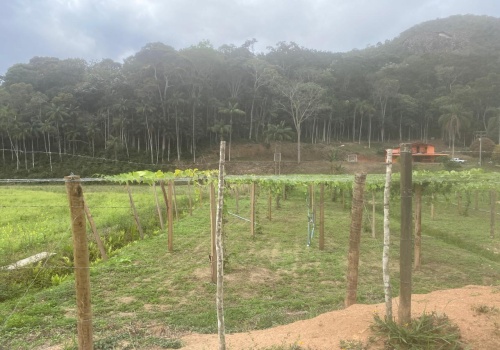 Sítio,Venda,SITIO,1182