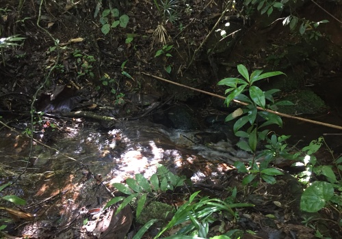 Fazendas,Venda,FAZENDA,1185