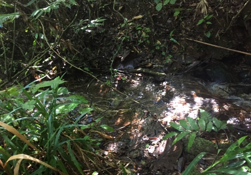 Fazendas,Venda,FAZENDA,1185