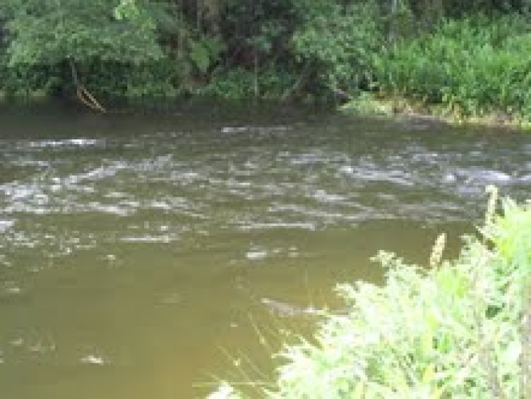 Fazendas,Venda,FAZENDA,1185