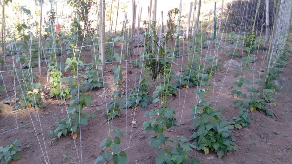 Sítio,Venda,Sítio com 27.000,00m² de terras, com uma casa simples,1019