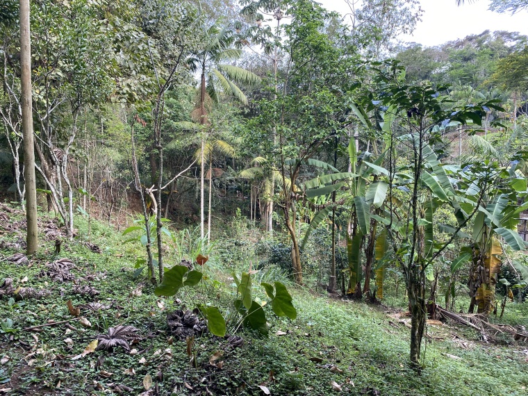 Sítio,Venda,SITIO,1211