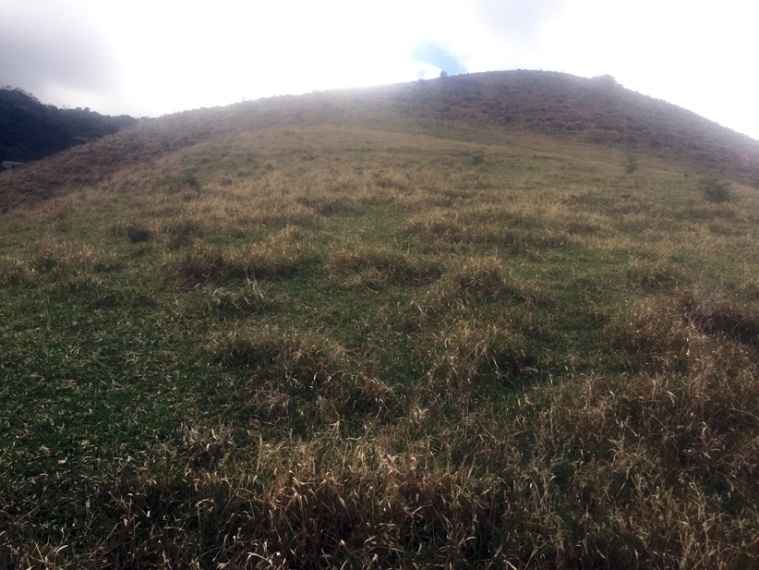 Sítio,Venda,Sítio em Macabu, com 86.000m² de terras,1022