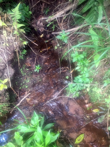 Sítio,Venda,Sítio em Macabu, com 86.000m² de terras,1022