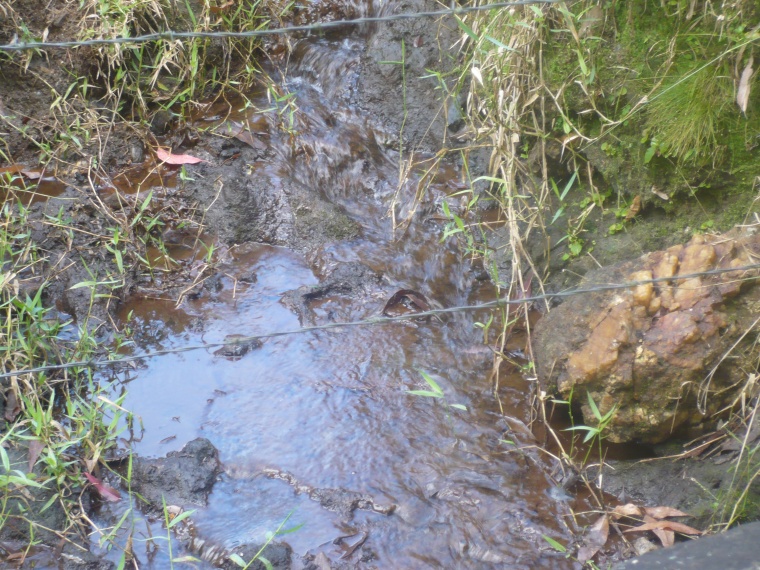 Sítio,Venda,Sítio com 17 alq., em pastagens, boa nascente,1038