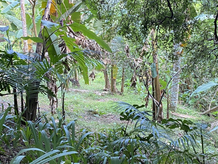 Sítio,Venda,Belíssimo sítio próximo ao centro de Bom Jardim,1041