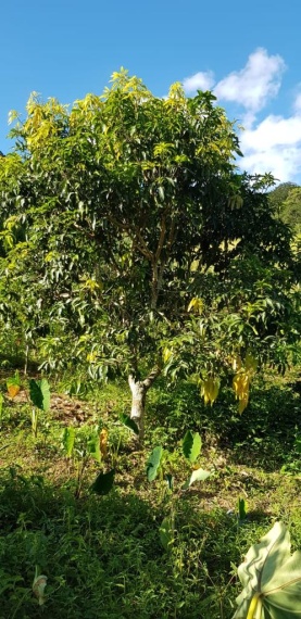 Chácaras,Venda,CHÁCARA,1067