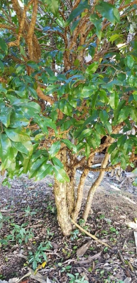 Chácaras,Venda,CHÁCARA,1067